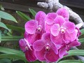 flore