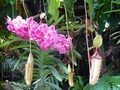 flore