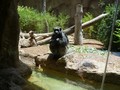 chimpanze