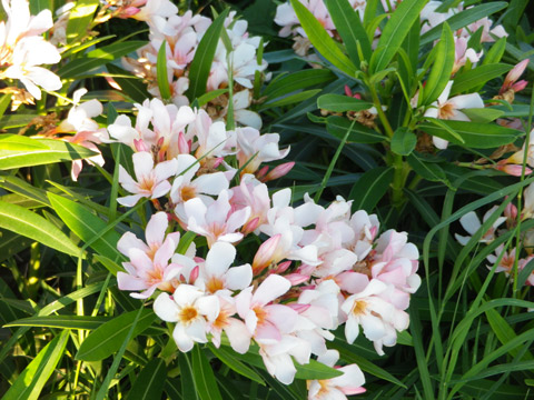 flore