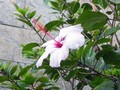 flore