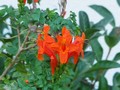 flore