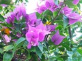flore