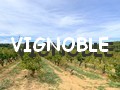 vignoble