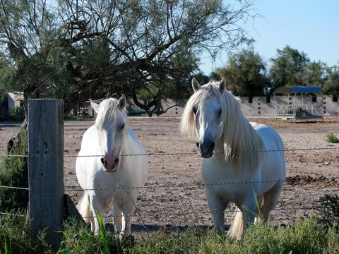 camargue