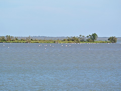 camargue