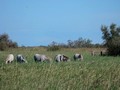 camargue