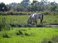 camargue