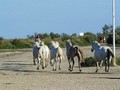 camargue