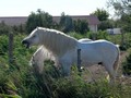 camargue