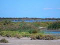 camargue