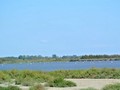 camargue