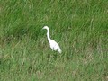 camargue