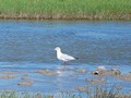 camargue