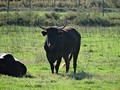 camargue